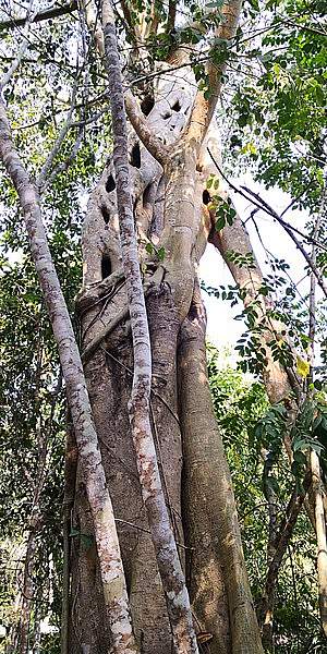 Ficus maclellandii
