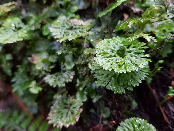 Hymenophyton flabellatum