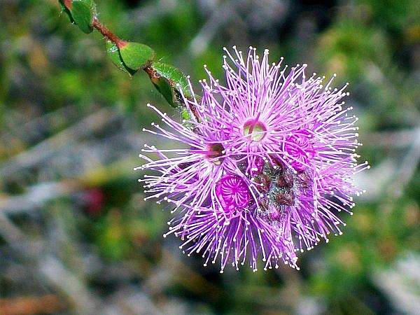 Kunzea capitata