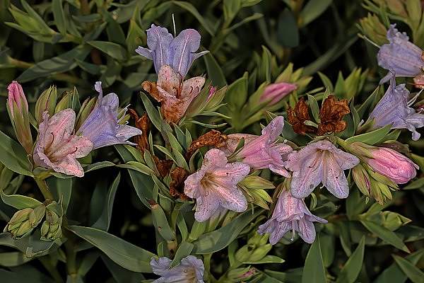 Lobostemon glaucophyllus