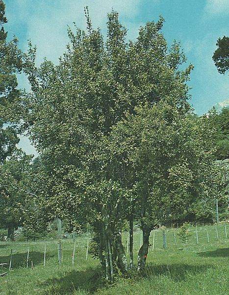 Lomatia hirsuta