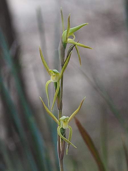Lyperanthus suaveolens