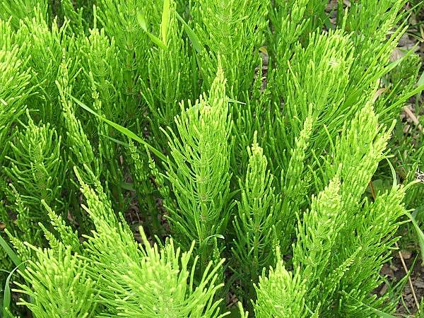 Equisetum arvense
