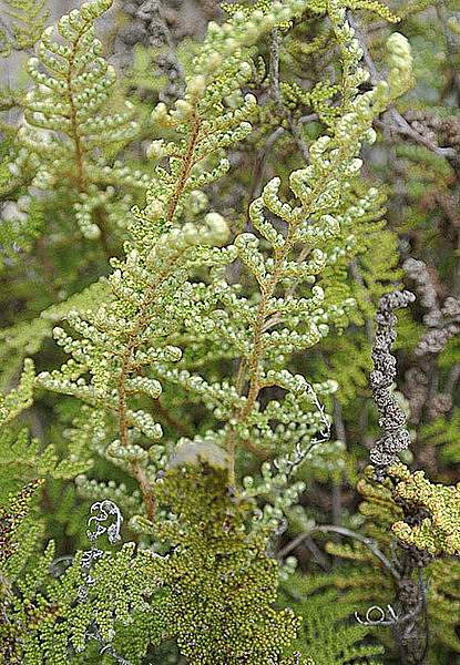 Myriopteris myriophylla