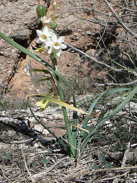 Narcissus dubius
