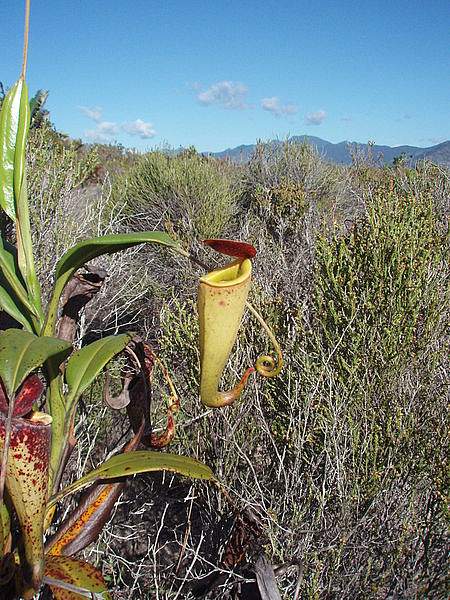 Nepenthes madagascariensis