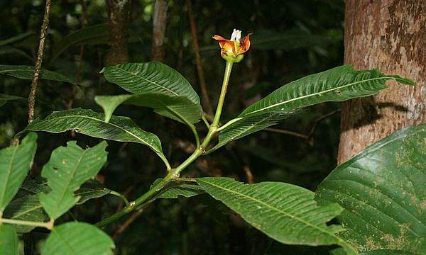 Palicourea elata