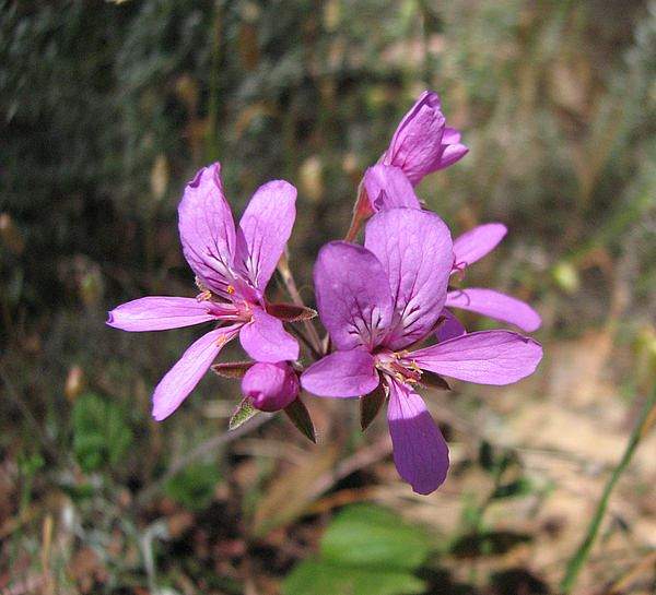 Pelargonium rodneyanum