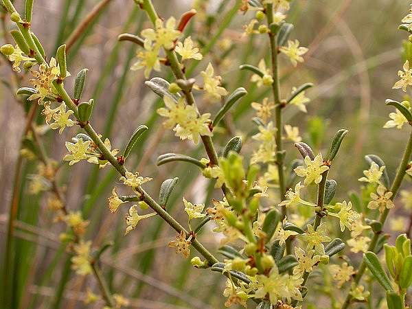 Phyllanthus hirtellus