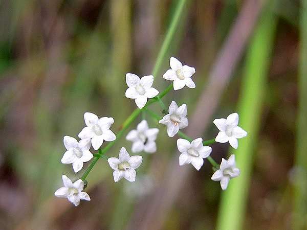 Platysace linearifolia