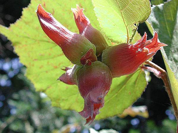 Corylus maxima