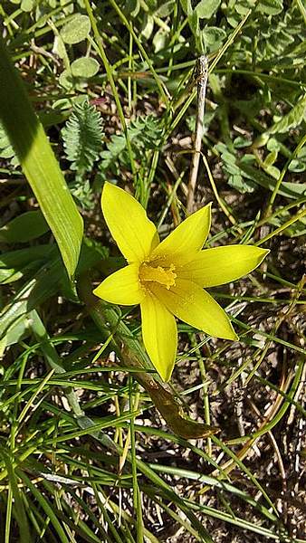 Romulea flava