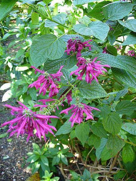 Salvia purpurea