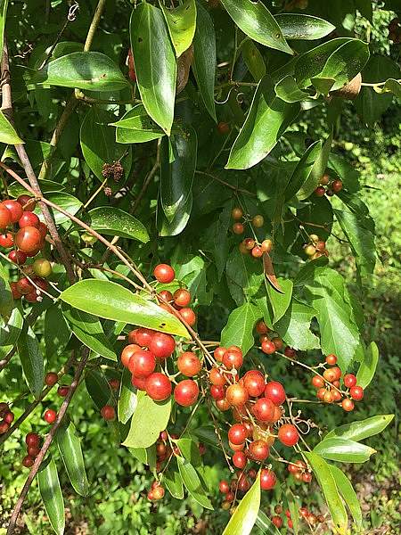 Smilax maritima