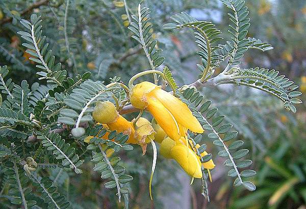 Sophora molloyi