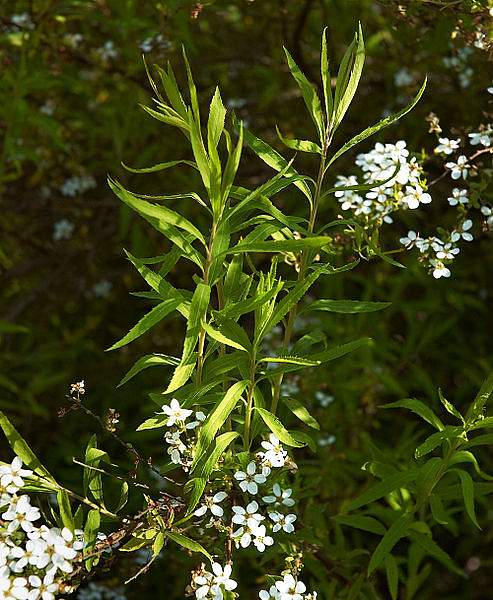 Spiraea thunbergii