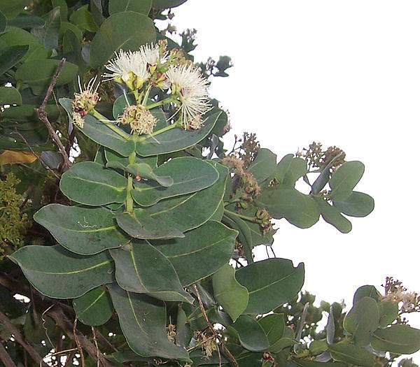 Syzygium cordatum