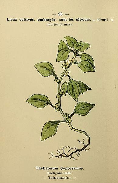 Theligonum cynocrambe