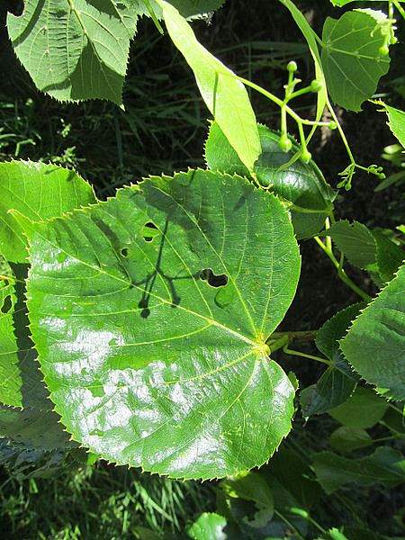Tilia dasystyla
