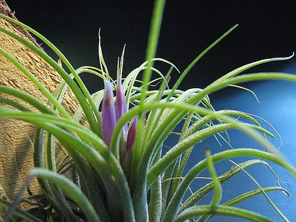 Tillandsia kolbii