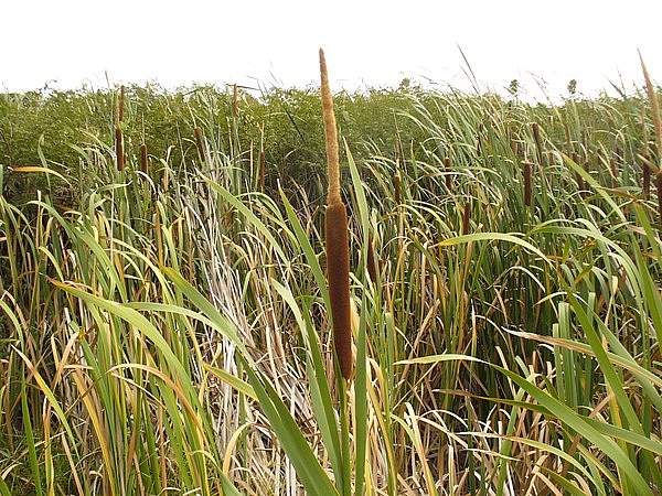 Typha capensis
