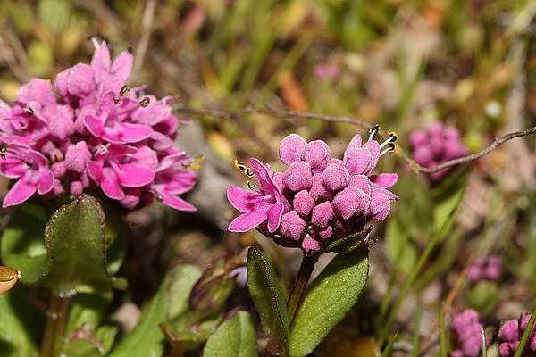 Valeriana congesta