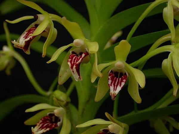 Vanda cristata