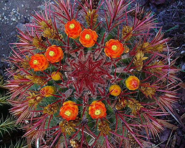 Ferocactus gracilis