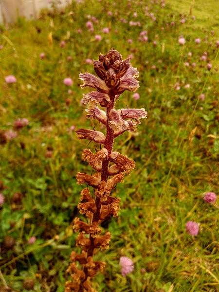 Orobanche minor