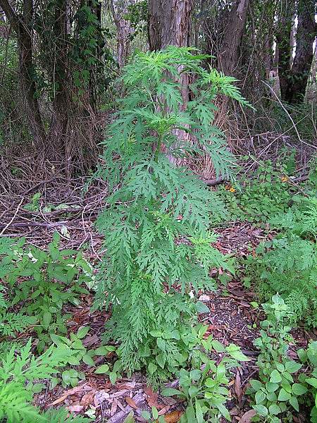 Ambrosia artemisiifolia