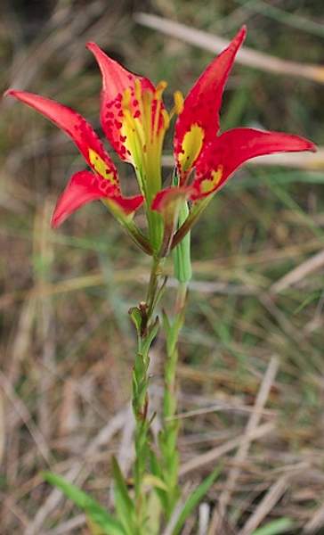 Lilium catesbaei