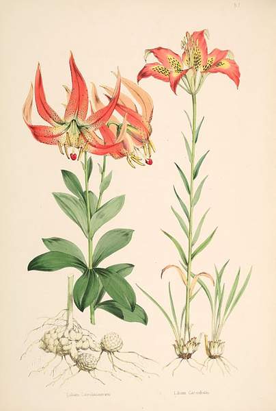 Lilium michauxii