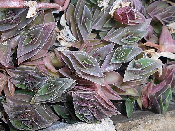 Callisia navicularis