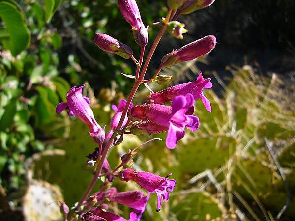 Penstemon clevelandii