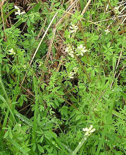 Ceratocapnos claviculata