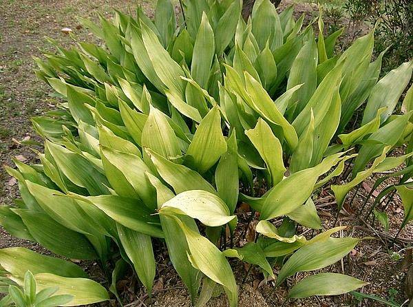 Aspidistra elatior