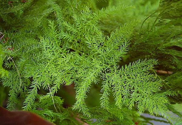 Asparagus setaceus