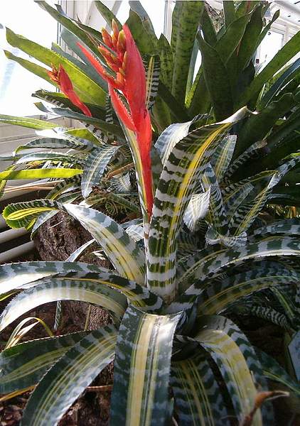 Aechmea chantinii