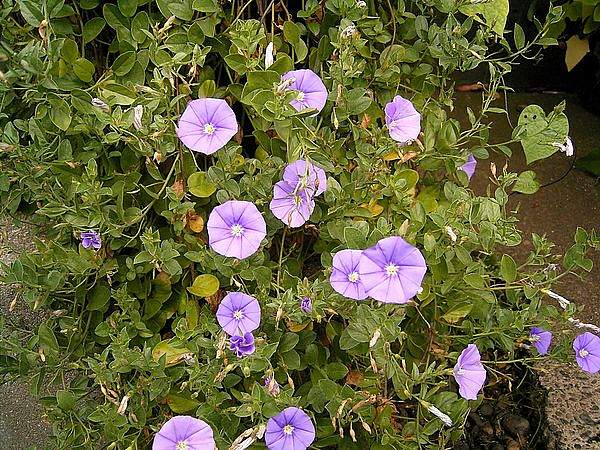 Convolvulus sabatius
