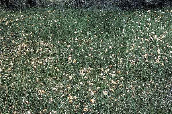 Eriophorum chamissonis