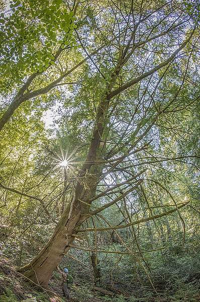 Torreya californica