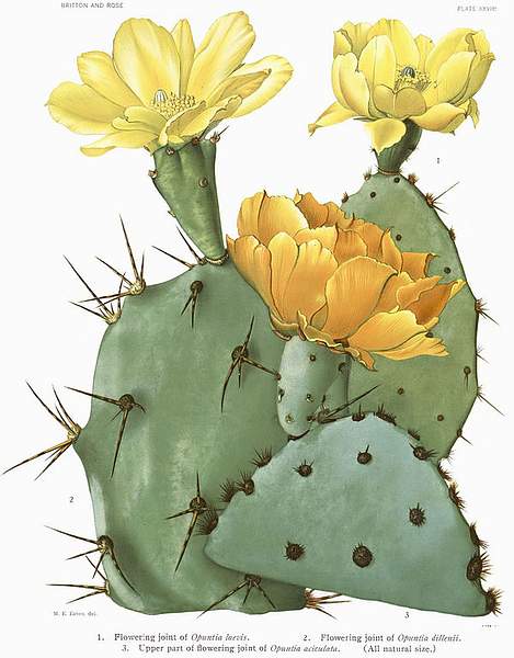 Opuntia aciculata