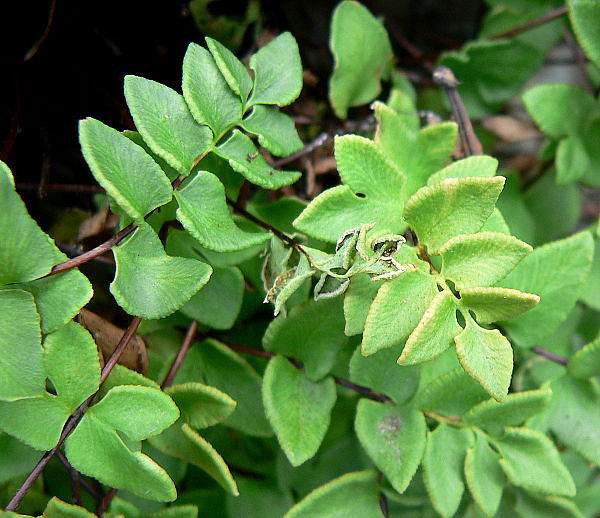 Pellaea breweri