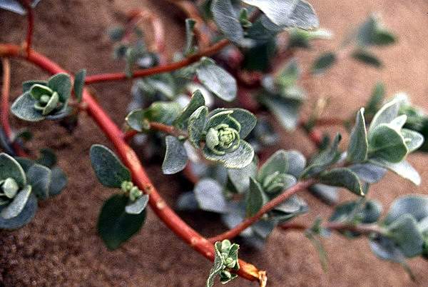 Atriplex leucophylla