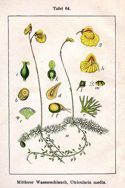 Utricularia intermedia
