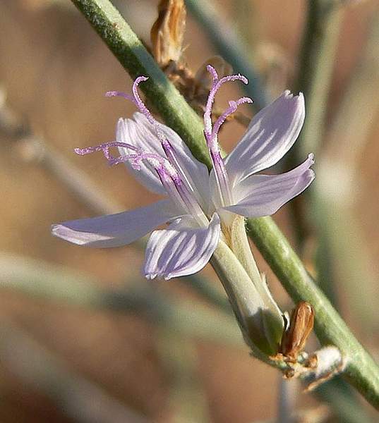 Stephanomeria pauciflora