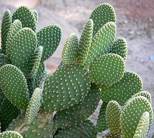 Opuntia microdasys