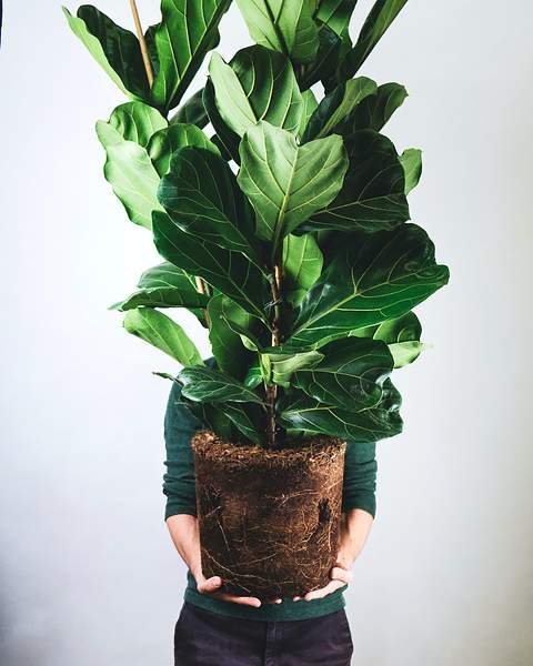 Ficus lyrata