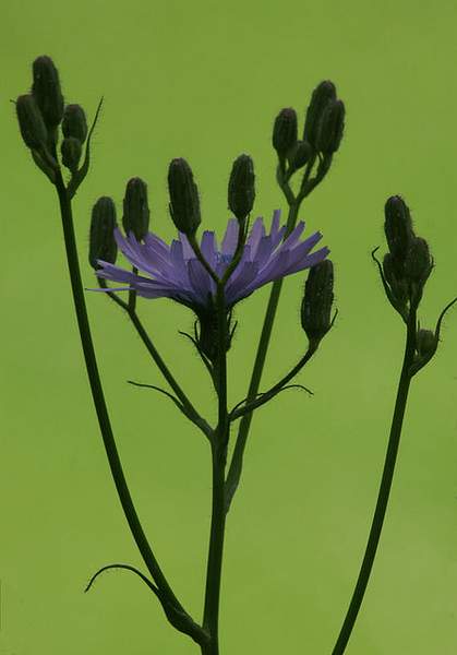 Lactuca macrophylla