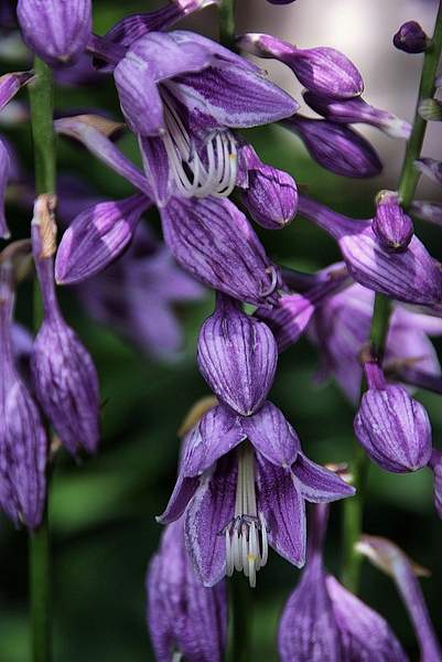 Hosta ventricosa
